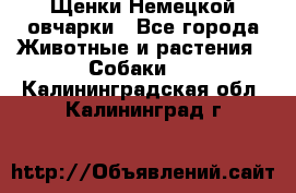 Щенки Немецкой овчарки - Все города Животные и растения » Собаки   . Калининградская обл.,Калининград г.